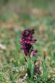 Attēlu rezultāti vaicājumam “Orchis morio”