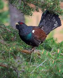 Attēlu rezultāti vaicājumam “Tetrao urogallus”