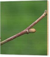 Attēlu rezultāti vaicājumam “Corylus avellana bud”