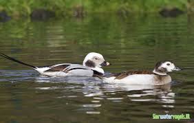 Attēlu rezultāti vaicājumam “Clangula hyemalis male”