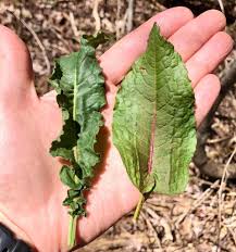 Attēlu rezultāti vaicājumam “Rumex crispus leaf”