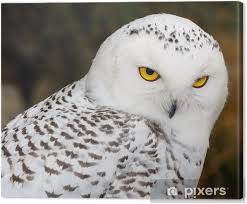 Image result for Bubo scandiacus