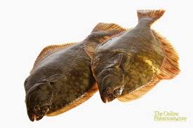 Image result for Paralichthys lethostigma