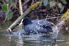 Attēlu rezultāti vaicājumam “Fulica atra”