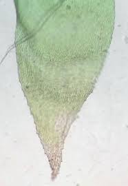 Attēlu rezultāti vaicājumam “Neckera pennata”