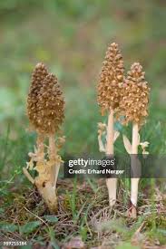 Attēlu rezultāti vaicājumam “Neottia nidus-avis fruit”