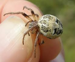 Attēlu rezultāti vaicājumam “Larinioides cornutus female”