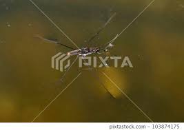 Attēlu rezultāti vaicājumam “Aquarius najas”