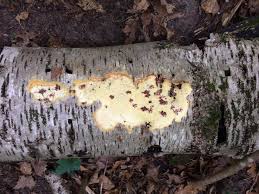 Attēlu rezultāti vaicājumam “Oligonema favogineum young”