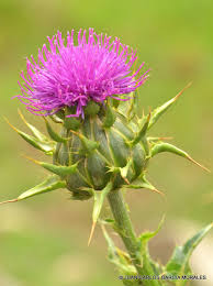 Attēlu rezultāti vaicājumam “Silybum marianum”