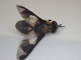 Attēlu rezultāti vaicājumam “Chrysops”