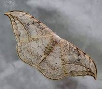 Attēlu rezultāti vaicājumam “Drepanidae”