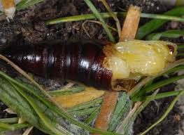 Attēlu rezultāti vaicājumam “Apamea remissa”