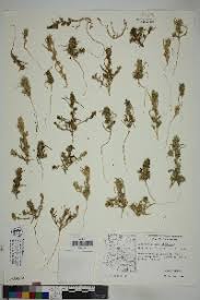 Attēlu rezultāti vaicājumam “Corispermum hyssopifolium”