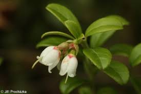 Attēlu rezultāti vaicājumam “Vaccinium vitis-idaea bud”