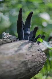 Attēlu rezultāti vaicājumam “Xylaria polymorpha”