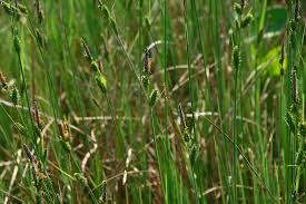 Attēlu rezultāti vaicājumam “Carex acuta leaf”