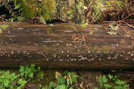 Attēlu rezultāti vaicājumam “Neobulgaria pura”