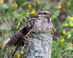 Attēlu rezultāti vaicājumam “Caprimulgus europaeus”