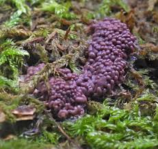 Attēlu rezultāti vaicājumam “Arcyria imperialis”