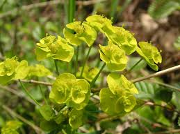 Attēlu rezultāti vaicājumam “Euphorbia cyparissias leaf”