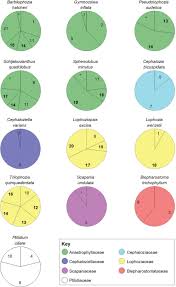 Attēlu rezultāti vaicājumam “Trilophozia quinquedentata”