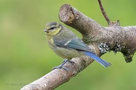 Attēlu rezultāti vaicājumam “Cyanistes caeruleus juvenile”