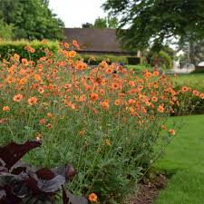 Attēlu rezultāti vaicājumam “Geum”