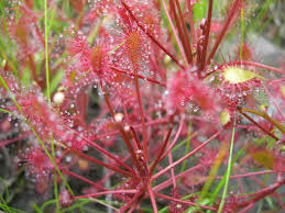 Attēlu rezultāti vaicājumam “Drosera intermedia”