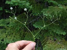 Attēlu rezultāti vaicājumam “Stellaria graminea flower”