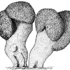 Attēlu rezultāti vaicājumam “Rosellinia desmazieri”