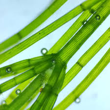 Attēlu rezultāti vaicājumam “Chara globularis”