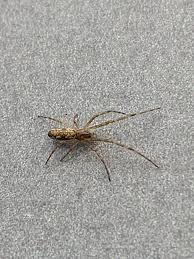 Attēlu rezultāti vaicājumam “Tetragnatha montana”