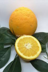 Attēlu rezultāti vaicājumam “Juglans x sinensis fruit”