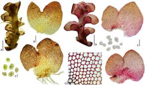 Attēlu rezultāti vaicājumam “Scapania apiculata”