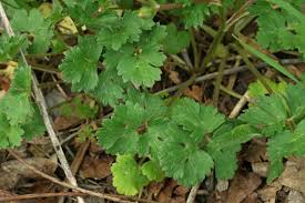Attēlu rezultāti vaicājumam “Ranunculus elatior leaf”