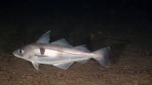 Image result for Melanogrammus aeglefinus