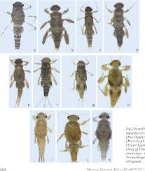 Attēlu rezultāti vaicājumam “Ephemeroptera larvae”