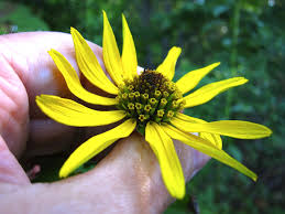 Image result for Heliopsis scabra