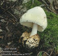 Attēlu rezultāti vaicājumam “Volvariella bombycina”