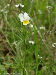 Attēlu rezultāti vaicājumam “Viola tricolor subsp. matutina flower”