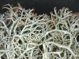 Attēlu rezultāti vaicājumam “Cladonia ciliata”