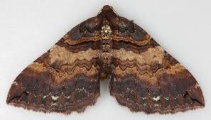 Attēlu rezultāti vaicājumam “Earophila badiata”