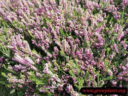 Attēlu rezultāti vaicājumam “Calluna vulgaris leaf”