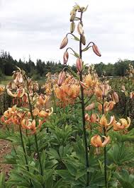 Attēlu rezultāti vaicājumam “Lilium martagon bud”