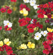 Image result for Elfenspiegel