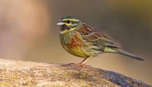 Image result for Emberiza cirlus
