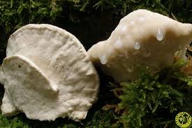 Attēlu rezultāti vaicājumam “Postia tephroleucus”