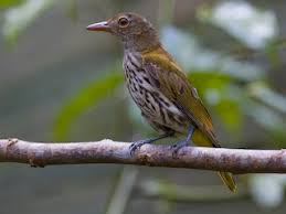 Attēlu rezultāti vaicājumam “Oriolus oriolus female”