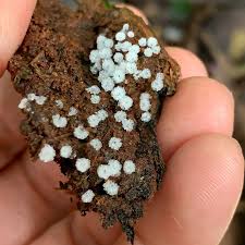 Attēlu rezultāti vaicājumam “Ceratiomyxa fruticulosa sessile”